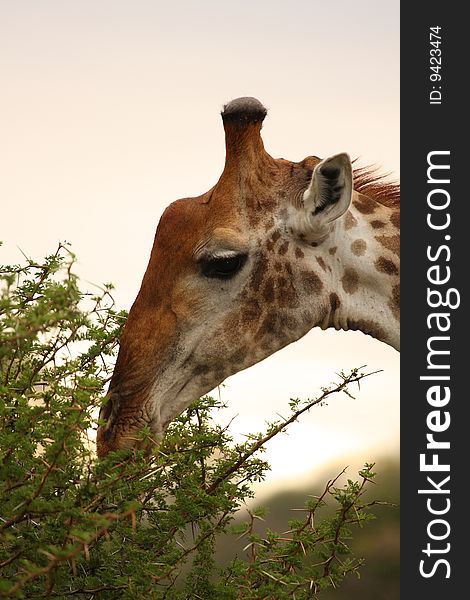 Giraffe In Sabi Sand Reserve, Africa