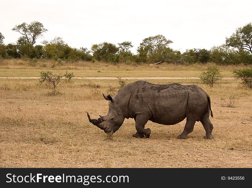 Rhino In Sabi Sand, South Africa