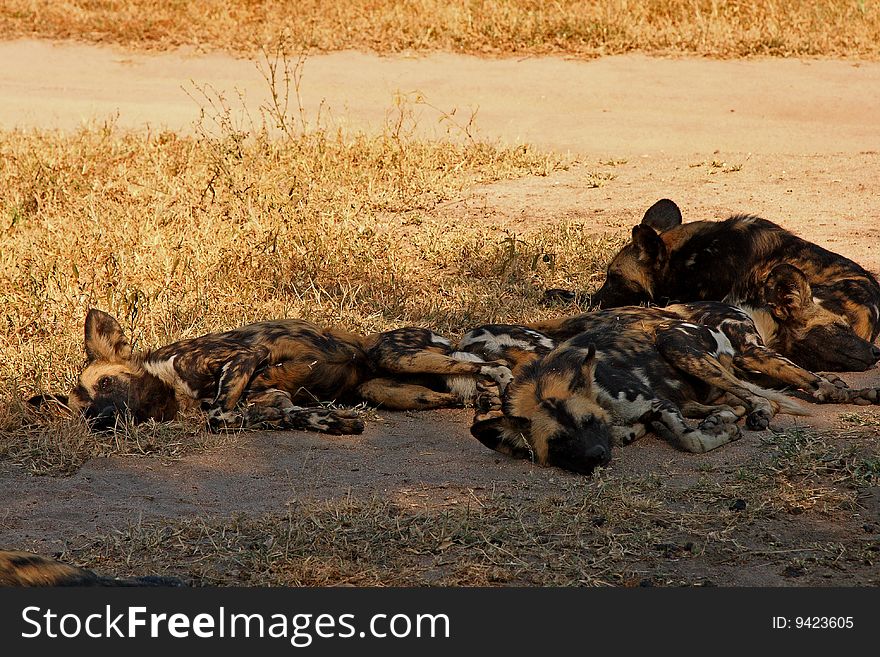 Wild dogs in South Africa