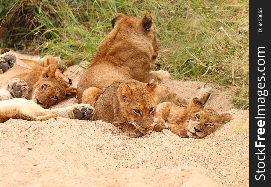 Lions in the Sabi Sand Game Reserve