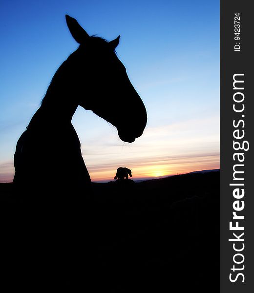 A horse shilouette in the sunset, close up. A horse shilouette in the sunset, close up