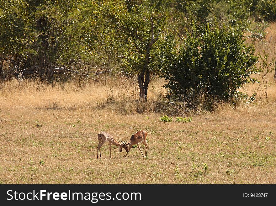 Impala in Sabi Sand Game Reserve, South Africa. Impala in Sabi Sand Game Reserve, South Africa