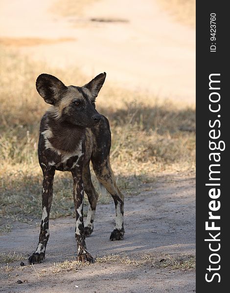 Wild dogs in Soouth Africa