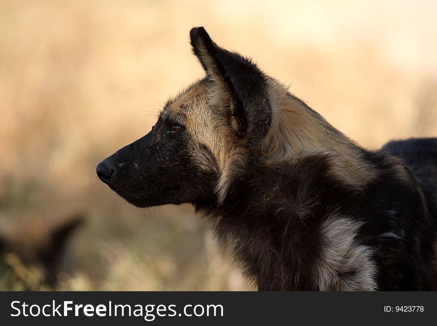 Wild Dogs In Soouth Africa