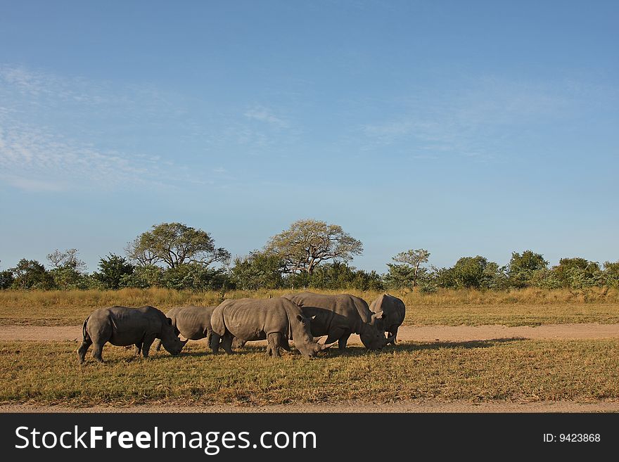 Rhino in Sabi Sand, South Africa