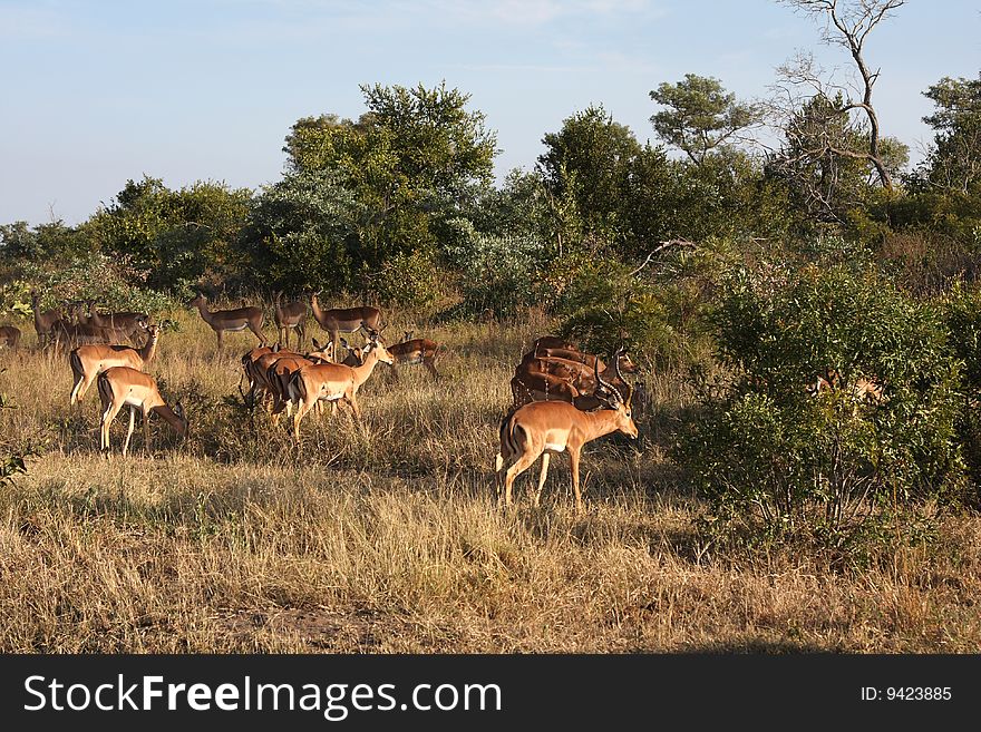 Impala In Sabi Sand, South Africa