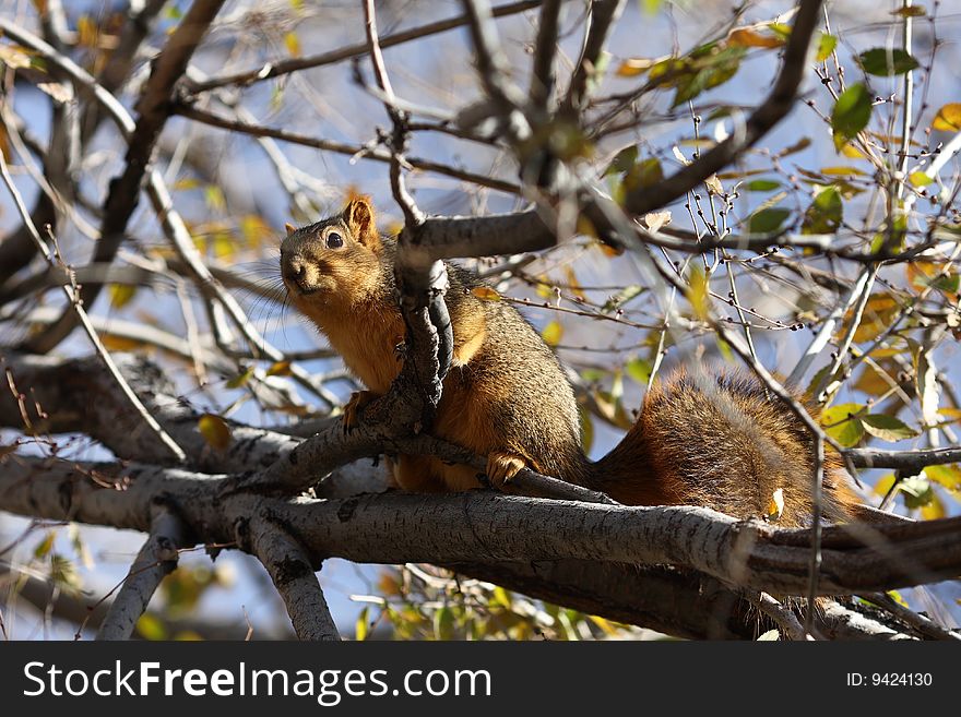 Fat Squirrel on a tree