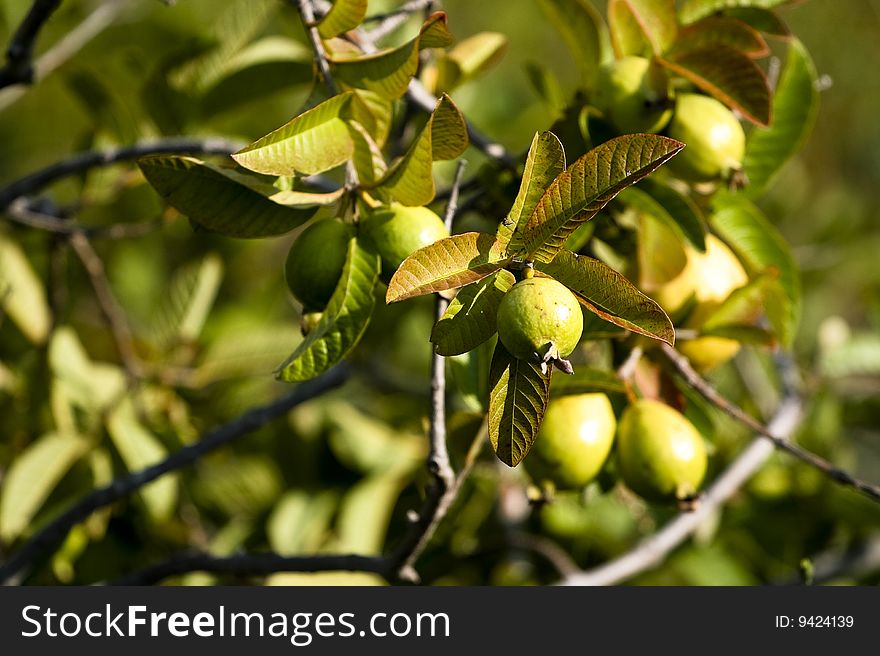 Ripe guavas, guava's hanging, ready to be harvested