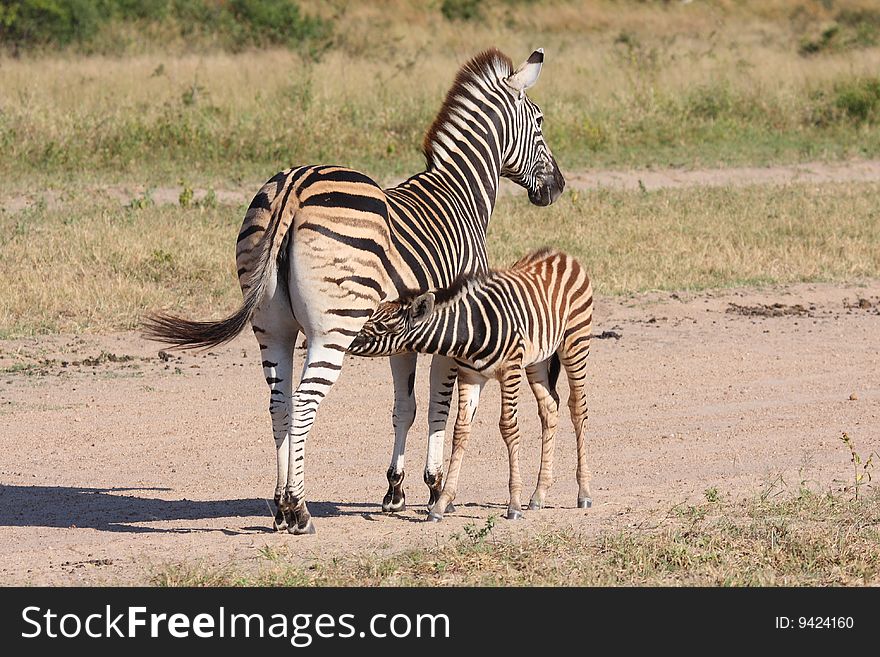 Zebra and calf in Sabi Sand, South Africa