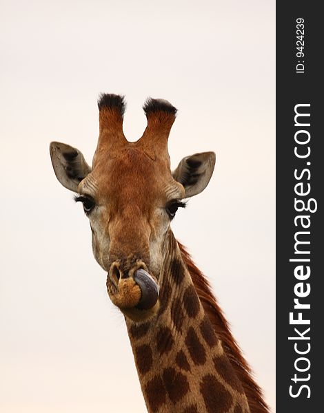 Giraffe In Sabi Sand Reserve, Africa