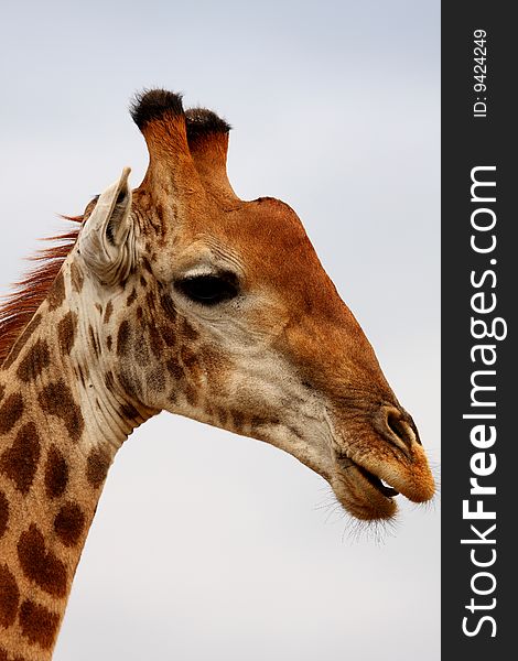 Giraffe In Sabi Sand Reserve, Africa