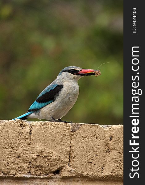 African Kingfisher Perched,