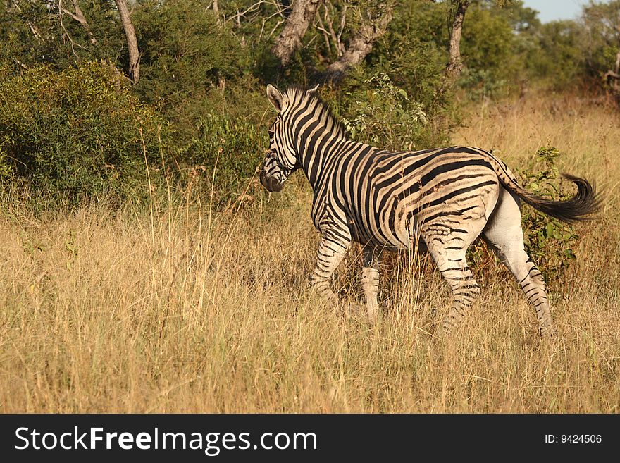 Zebra  in Sabi Sand, South Africa. Zebra  in Sabi Sand, South Africa