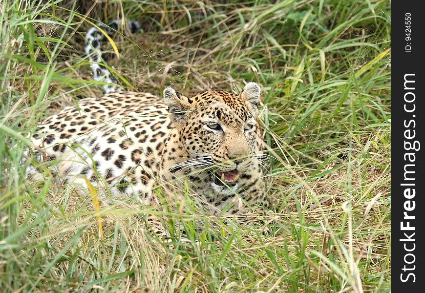 Leopard in Sabi Sand Private Reserve
