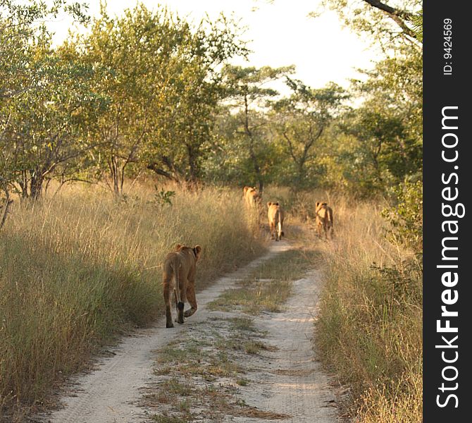 Lions in the Sabi Sand Game Reserve