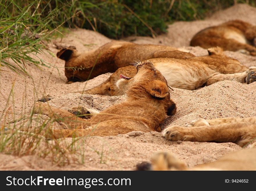 Lions in the Sabi Sand Game Reserve, South Africa