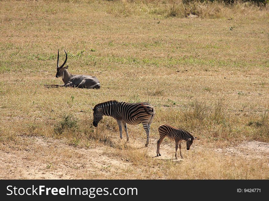 Waterbuck and zebra on Safari, Sabi Sand. Waterbuck and zebra on Safari, Sabi Sand