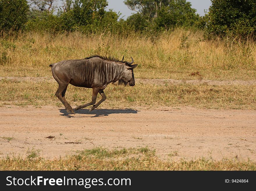 Blue Wildebeest in Sabi Sand Game Reserve, South Africa