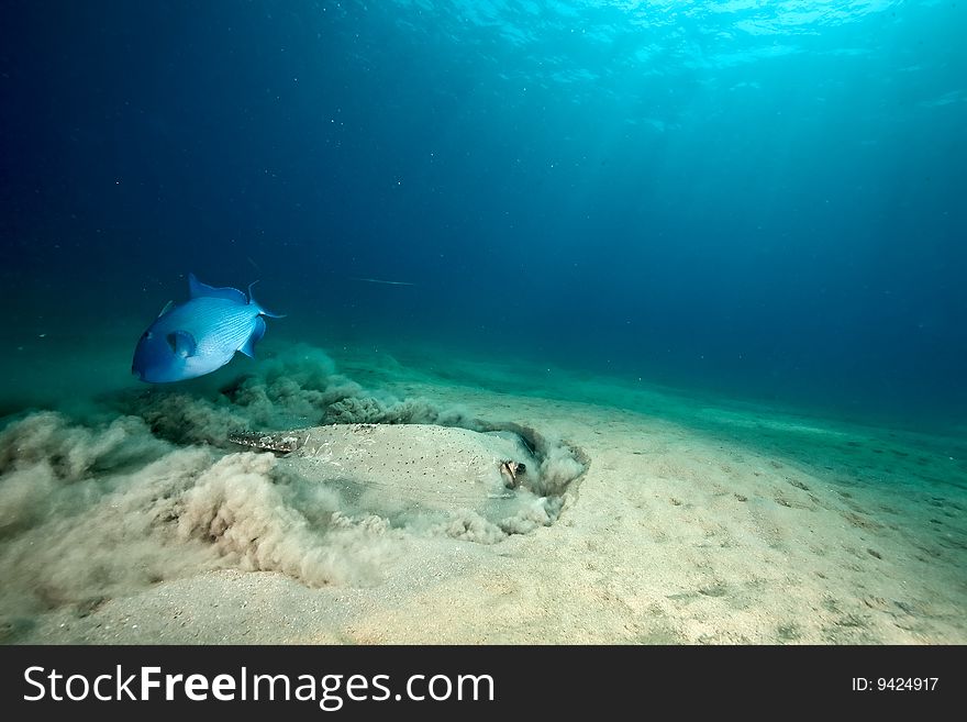 Ocean, sun and porcupine ray taken in the red sea.