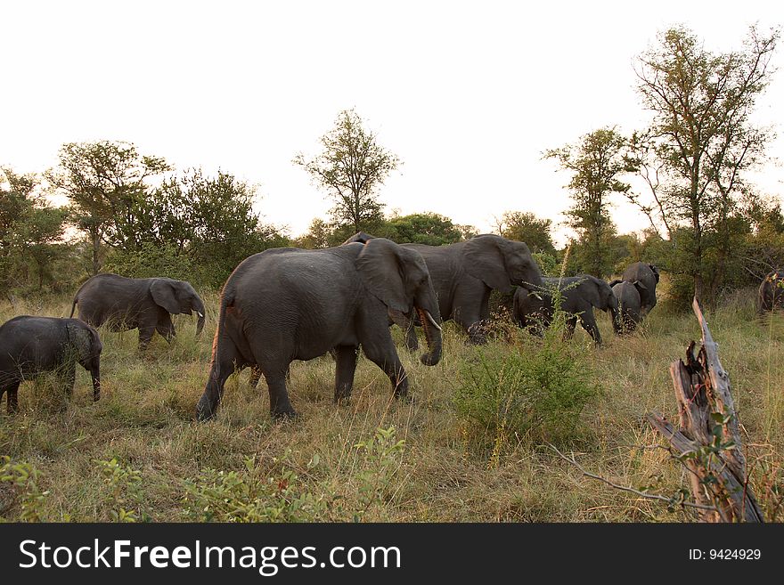 Elephants In The Sabi Sands Private Game Reserve