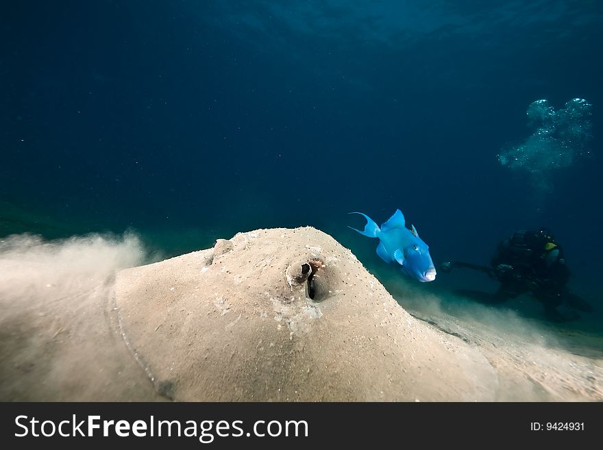 Ocean, sun and porcupine ray taken in the red sea.