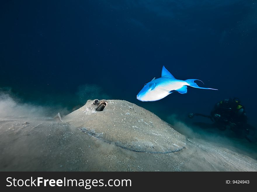 Ocean, sun and porcupine ray taken in the red sea.