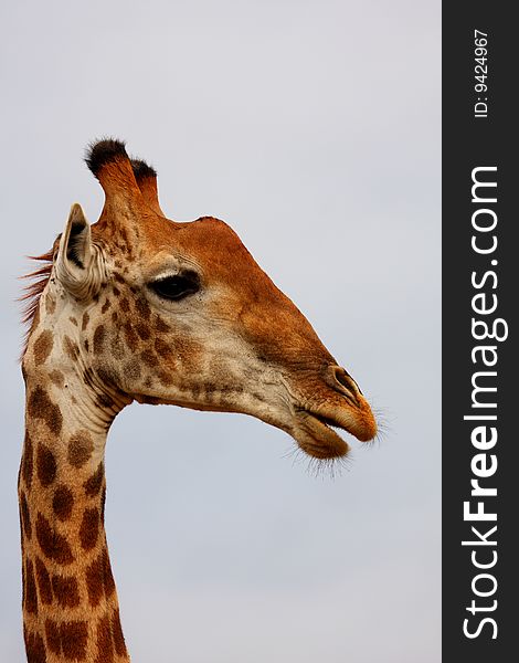 Giraffe In Sabi Sand Reserve, Africa