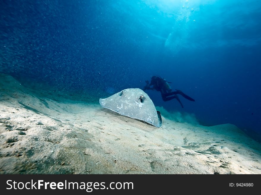 Ocean, sun and porcupine ray taken in the red sea.