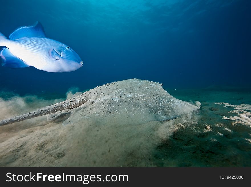 Ocean, sun and porcupine ray taken in the red sea.