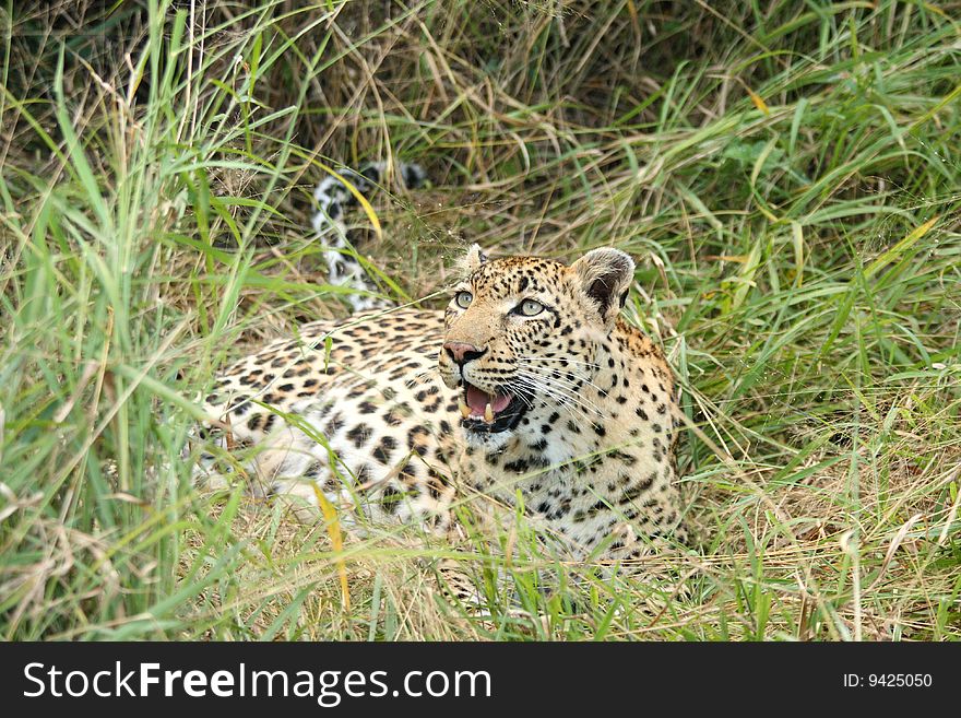 Leopard in Sabi Sand Private Reserve, South Africa