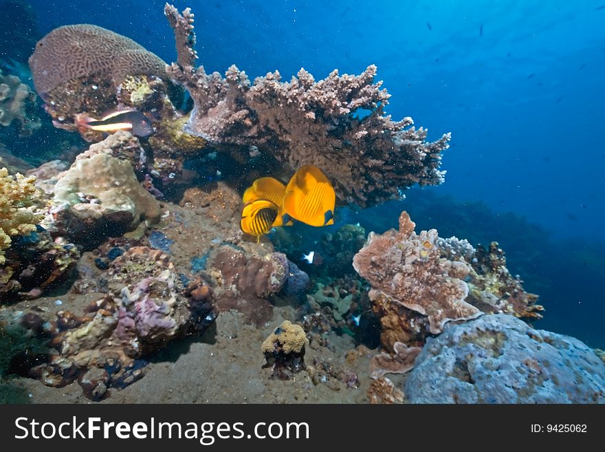 Ocean, sun and fish taken in the red sea.