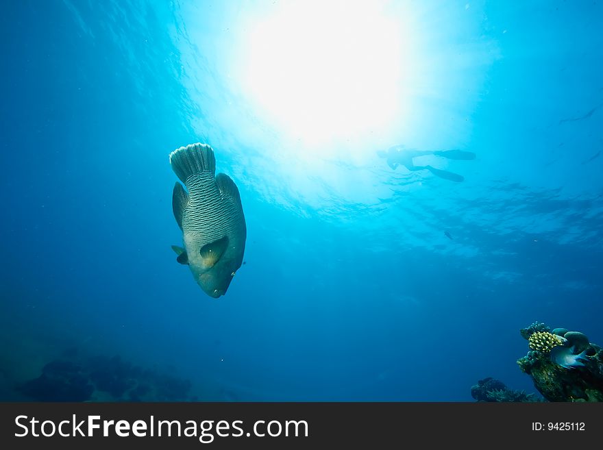 Ocean, sun and napoleonfish taken in the red sea.