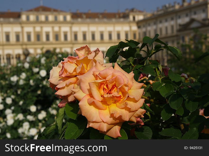 Magnificent garden of the royal residence of Monza, Italy. Magnificent garden of the royal residence of Monza, Italy