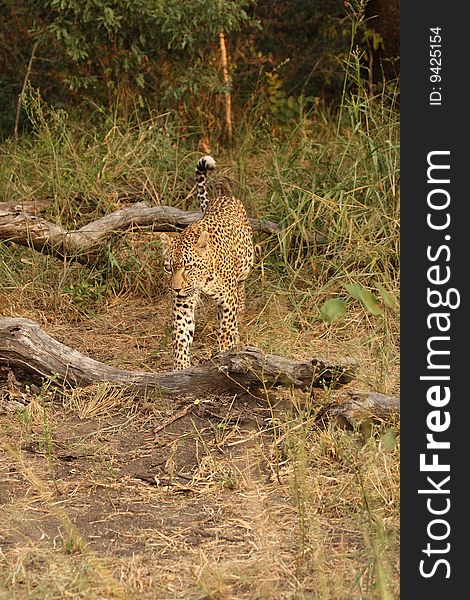 Leopard in Sabi Sand Private Reserve, South Africa