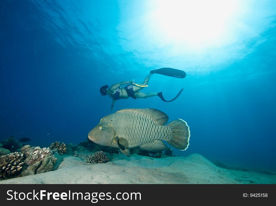 Ocean, Sun , Napoleonfish And A Freediver