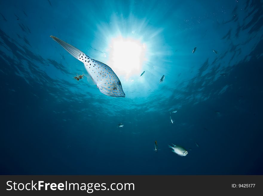 Ocean, Sun And Filefish
