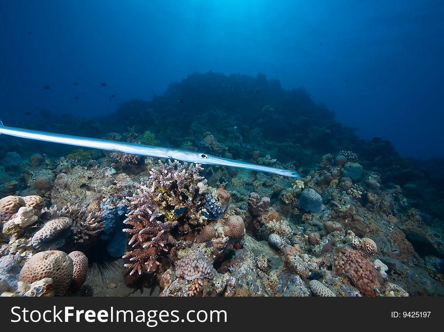 Ocean, sun and cornetfish taken in the red sea.