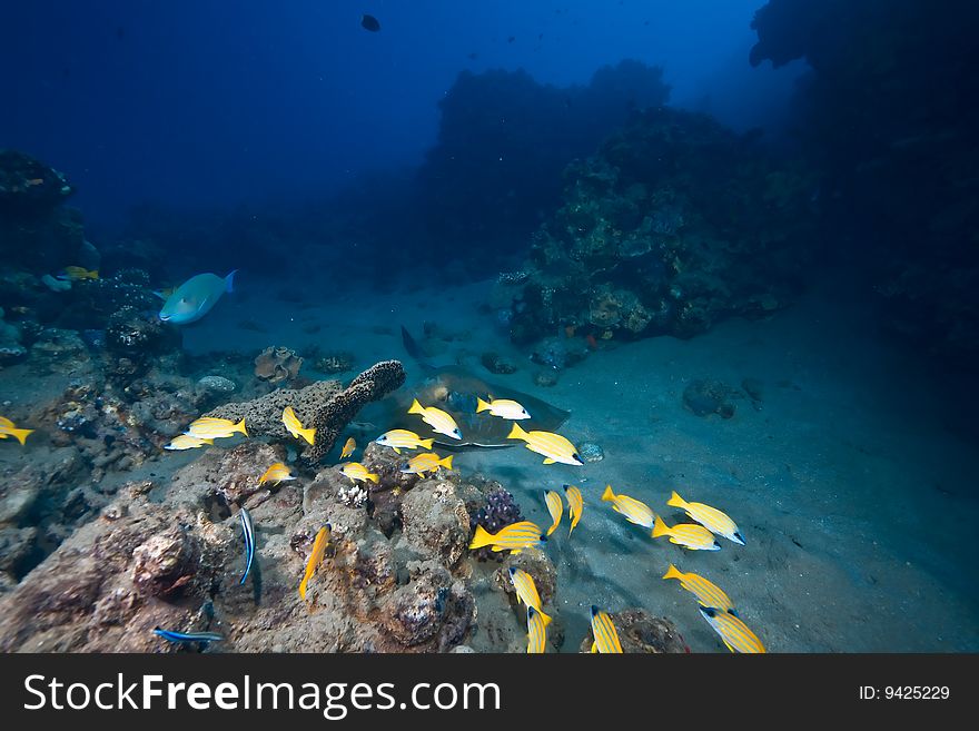 Ocean, coral and fish taken in the red sea.