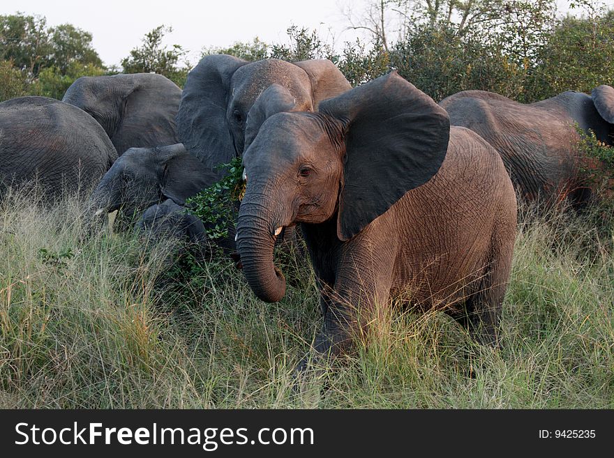 Elephants In The Sabi Sands Private Game Reserve