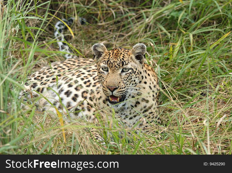 Leopard in Sabi Sand Private Reserve, South Africa