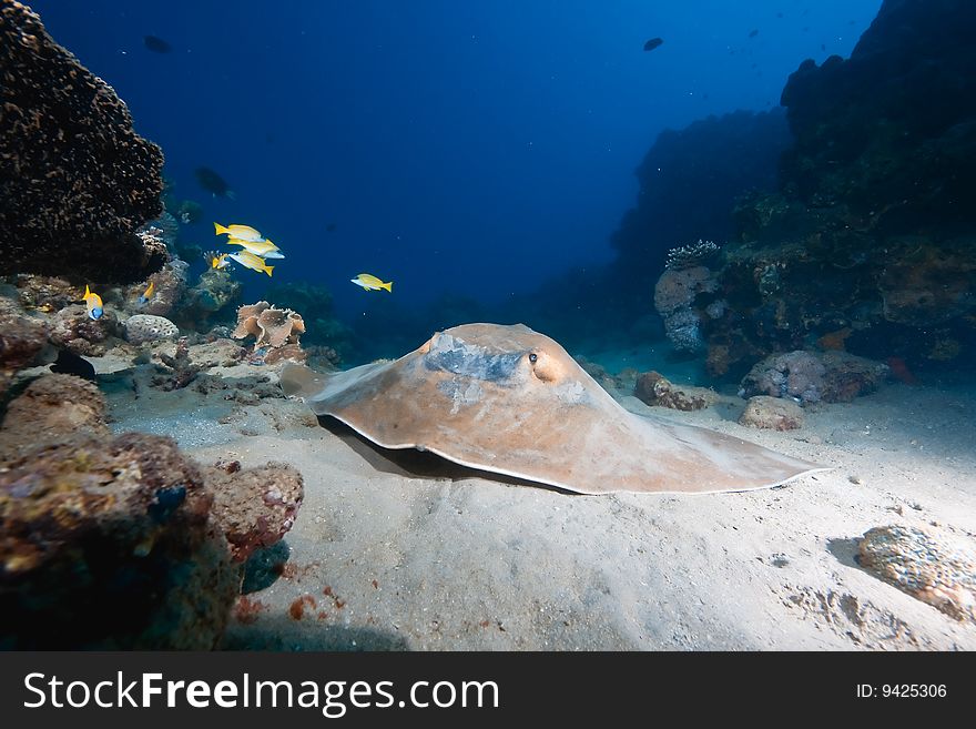 Ocean, coral and  feathertail stingray taken in the red sea. Ocean, coral and  feathertail stingray taken in the red sea.