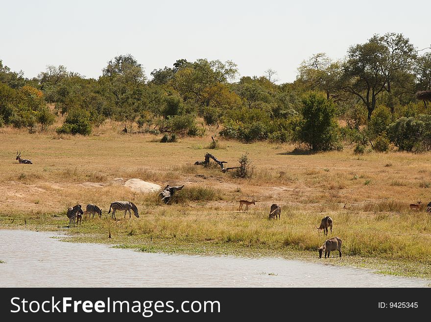 Safari watering hole, Zebra Waterbuck. Safari watering hole, Zebra Waterbuck