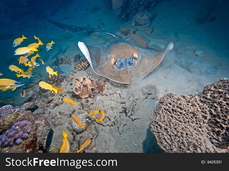 Ocean, Coral And Feathertail Stingray