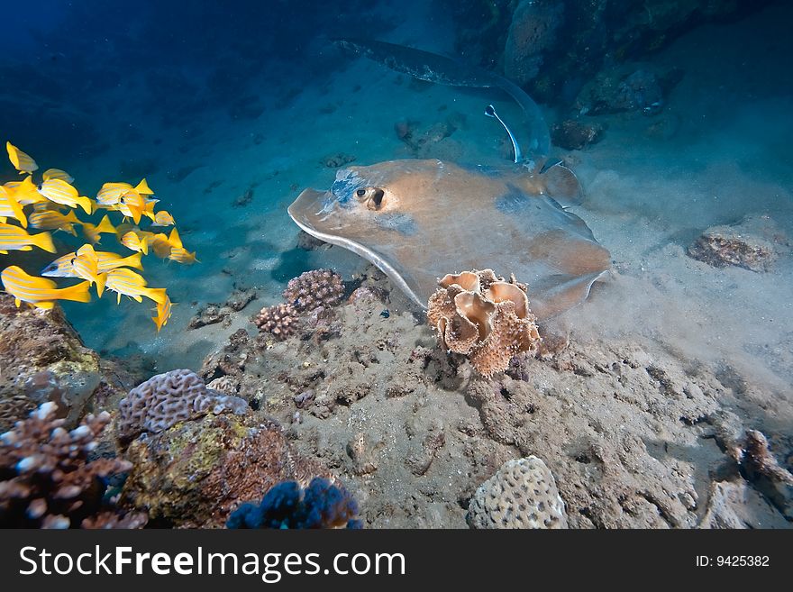 Ocean, Coral And Feathertail Stingray