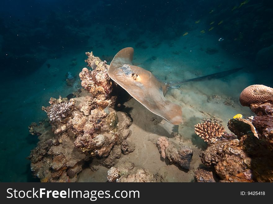 Ocean, Coral And Feathertail Stingray