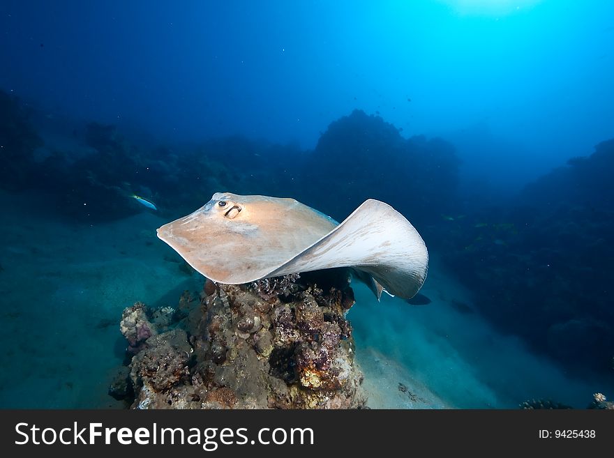 Ocean, coral and feathertail stingray taken in the red sea.