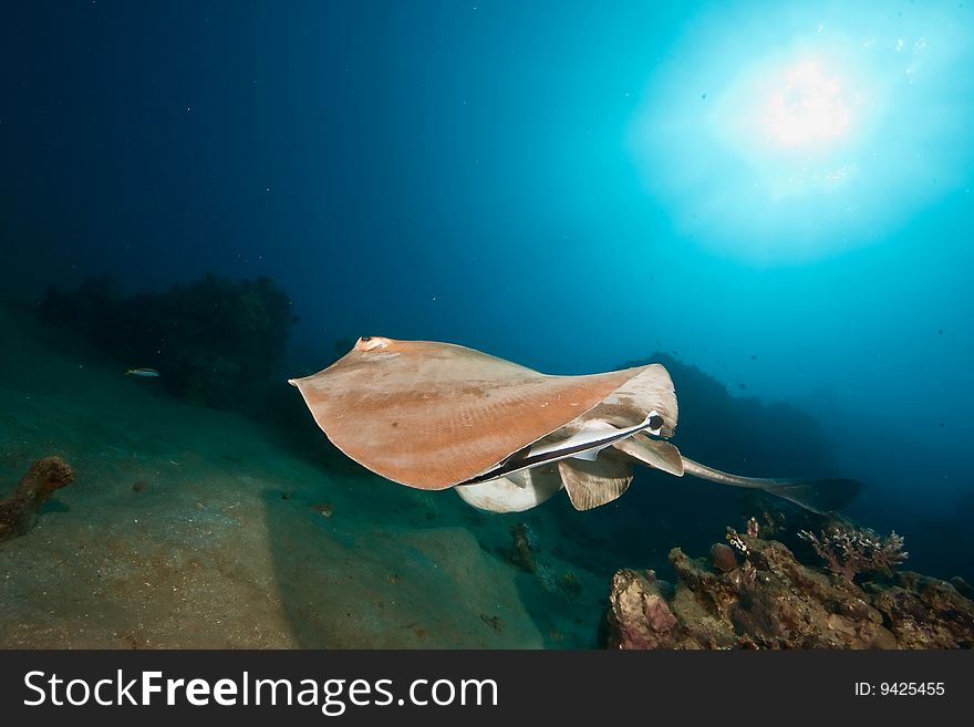 Ocean, coral and feathertail stingray taken in the red sea.