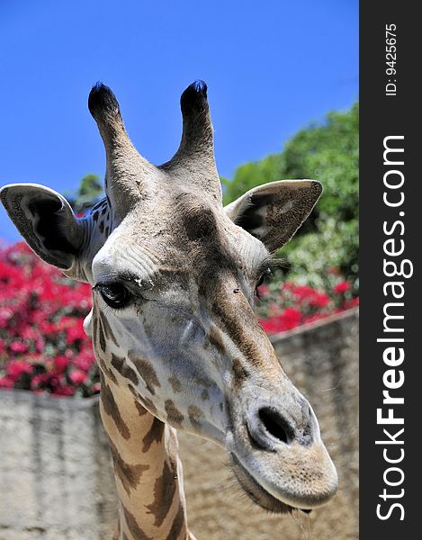 Close up portrait of a curious giraffe