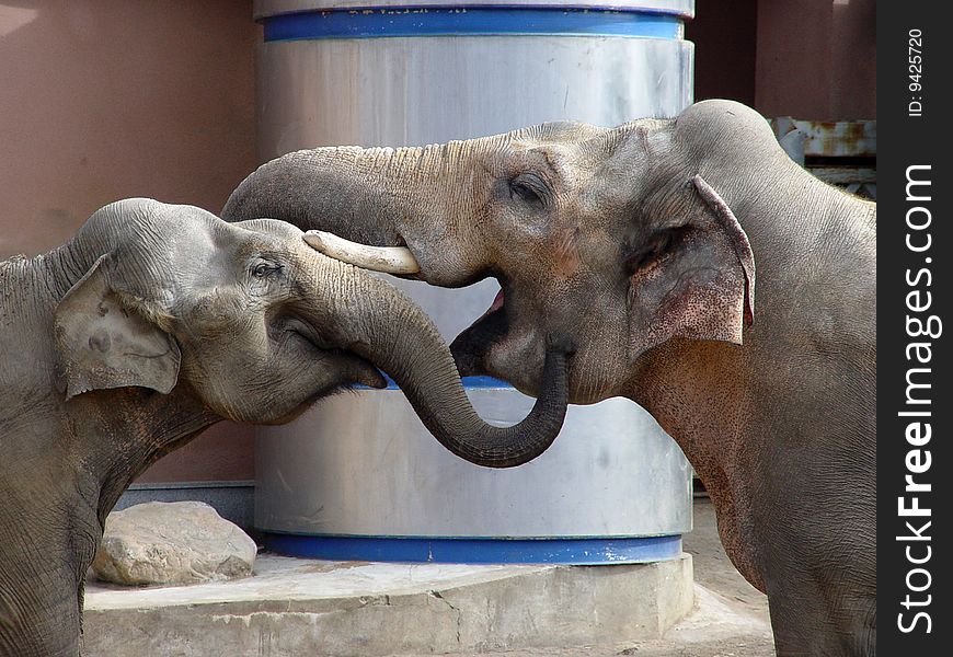 Elephant S Love