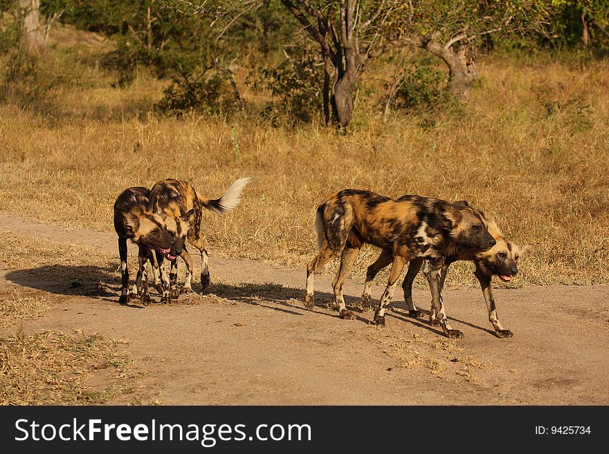 Wild dogs (painted) in Sabi Sand, South Africa. Wild dogs (painted) in Sabi Sand, South Africa